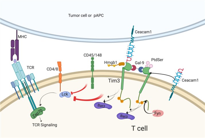 Model of Tim-3 signaling in T cells